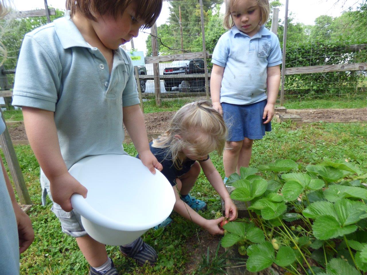 Kids picking vegetables