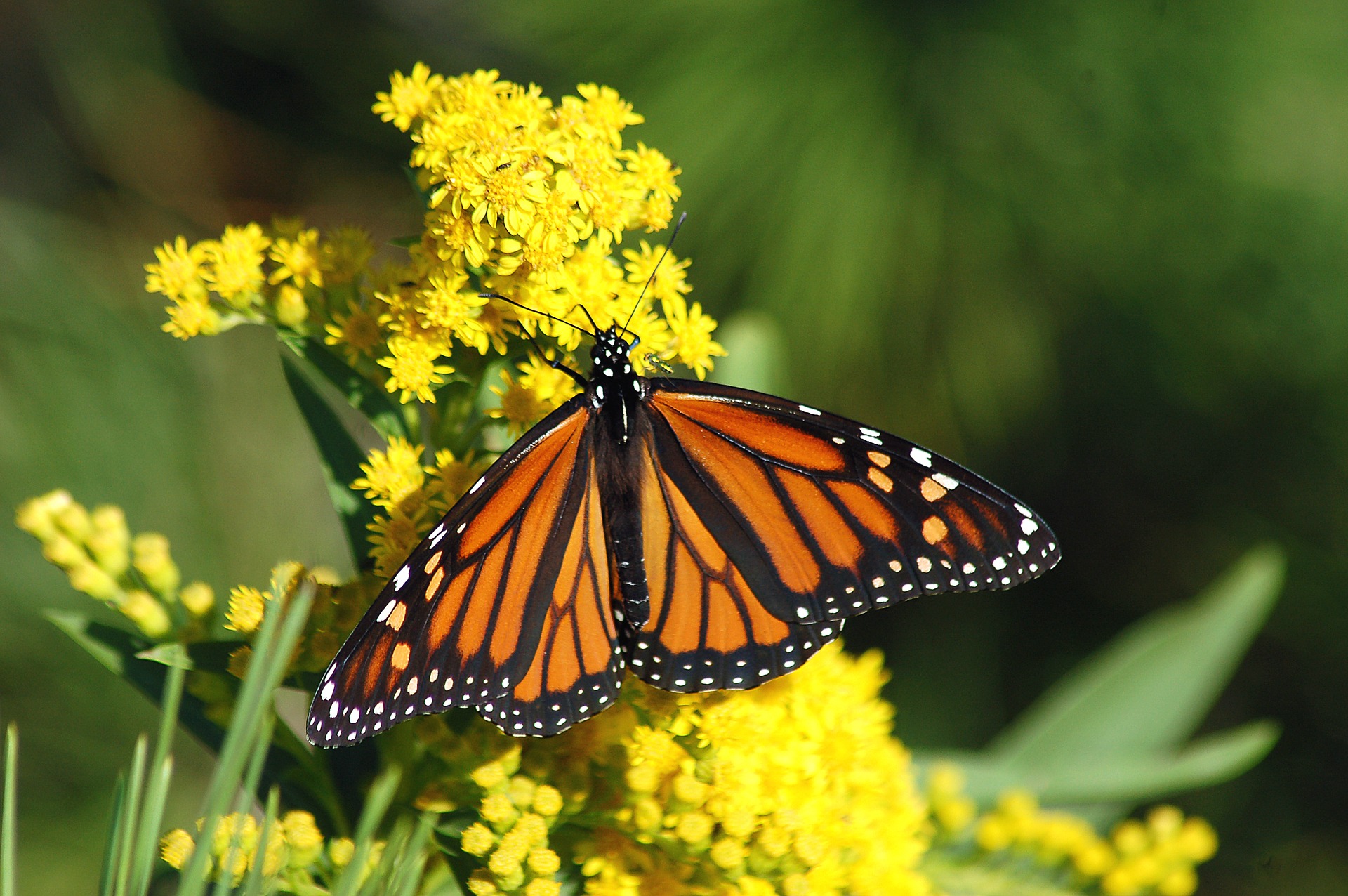 Monarch Butterflies at school