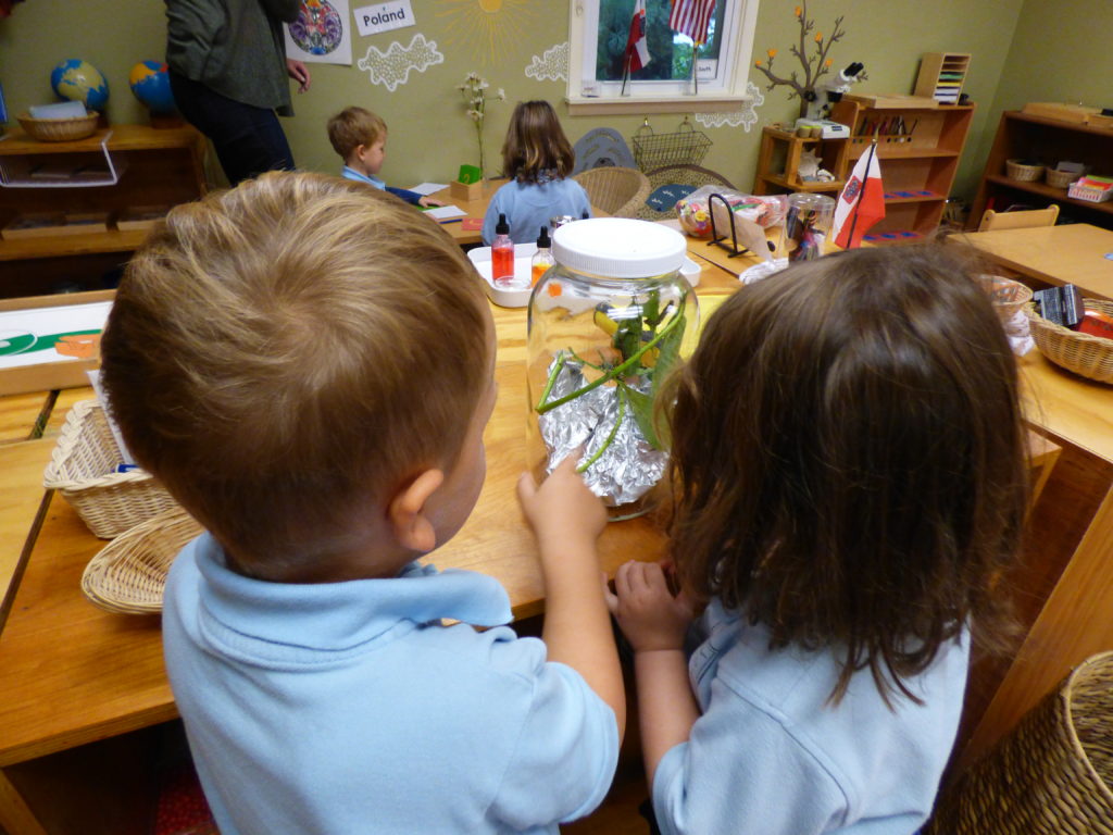 Our Cool Monarch Caterpillars Immanuel Montessori Schools